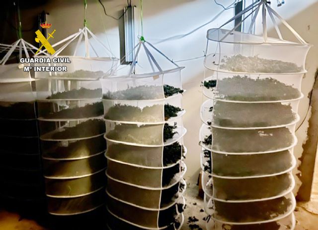 La Guardia Civil desmantela un invernadero clandestino con cerca de 400 plantas de cannabis en una nave de Jumilla - 2, Foto 2