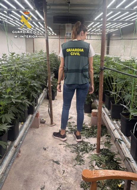 La Guardia Civil desmantela un invernadero clandestino con cerca de 400 plantas de cannabis en una nave de Jumilla - 3, Foto 3
