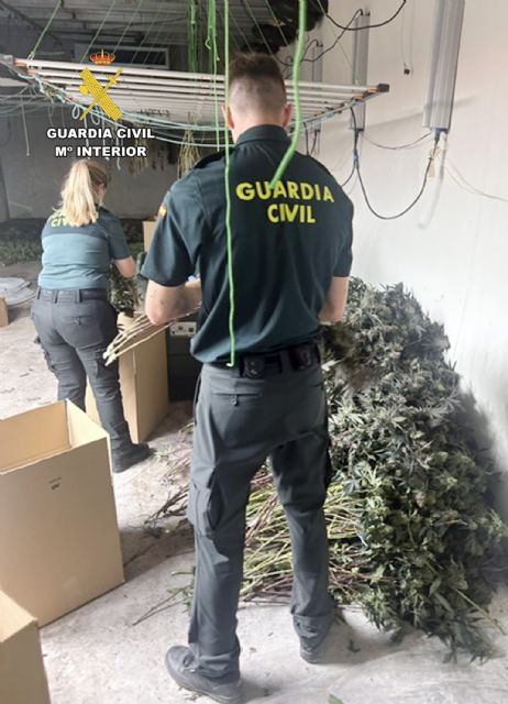La Guardia Civil desmantela un invernadero clandestino con cerca de 400 plantas de cannabis en una nave de Jumilla - 4, Foto 4