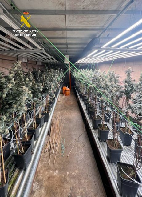 La Guardia Civil desmantela un invernadero clandestino con cerca de 400 plantas de cannabis en una nave de Jumilla - 5, Foto 5