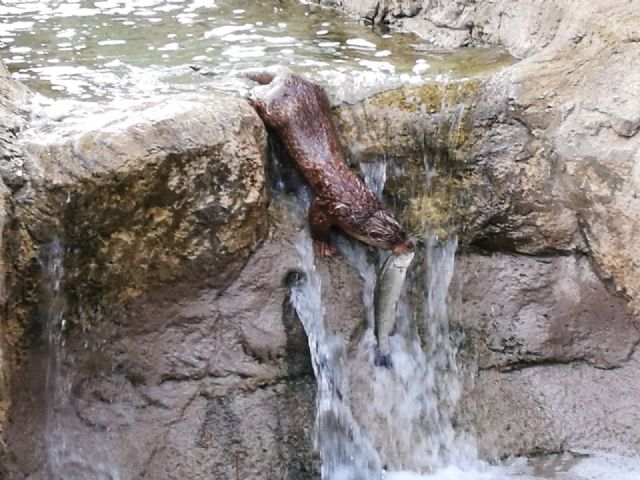 La Comunidad incorpora dos nutrias al espacio de educación ambiental del Centro de la Recuperación de Fauna Silvestre de El Valle - 1, Foto 1