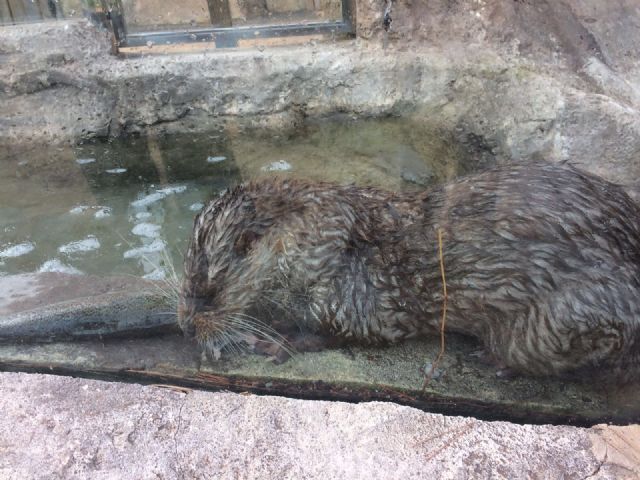 La Comunidad incorpora dos nutrias al espacio de educación ambiental del Centro de la Recuperación de Fauna Silvestre de El Valle - 2, Foto 2