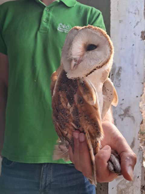 La Comunidad confirma la reproducci�n de varias rapaces nocturnas en Calblanque