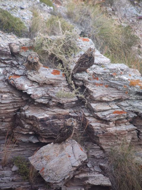 La Comunidad confirma la reproducción de varias rapaces nocturnas en Calblanque - 2, Foto 2