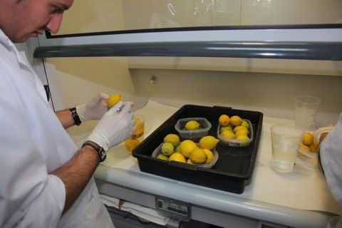 La empresa AgroMediterránea busca ingenieros agrónomos de la UPCT - 1, Foto 1