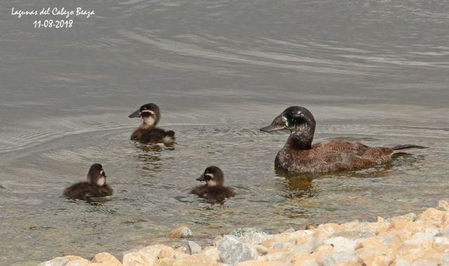 Hidrogea acude mañana a la entrega de galardones de la Fundación Biodiversidad, en una gala presidida por El Rey - 3, Foto 3