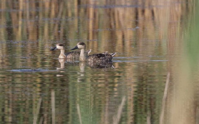 Cercetas pardillas en la charca del Prado (S.. Arroyo), Foto 1