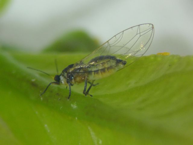 El vector africano del HLB se extiende ya por todo el litoral de Portugal y amenaza las plantaciones citrícolas de Huelva - 1, Foto 1