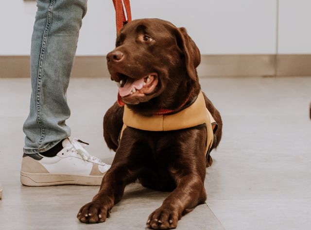 Los perros de asistencia en España: Un camino en expansión y con desigualdades regionales - 1, Foto 1