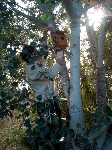 Voluntarios y voluntarias ambientales de Molina de Segura colaboran en la revisión y mejora de cajas nido en el Río Segura - 1, Foto 1