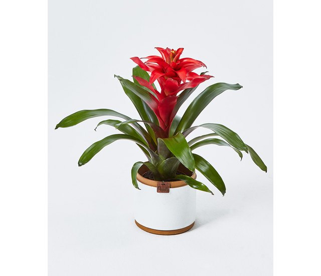 4 plantas pet friendly (que quizás no conozcas) - 1, Foto 1