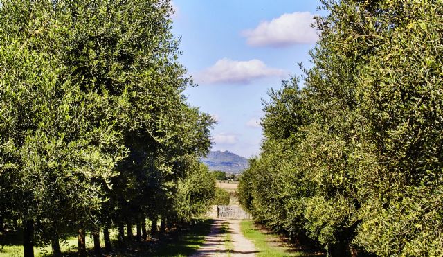 La delicadeza y expresividad de la arbequina mallorquina en AUBOCASSA 2025-2026 - 1, Foto 1