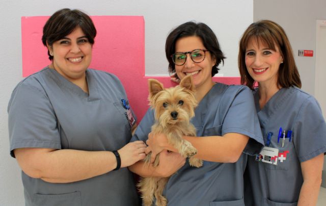 El Hospital Veterinario UMU consigue dar una segunda oportunidad a un perro con síndrome de Chiari - 1, Foto 1