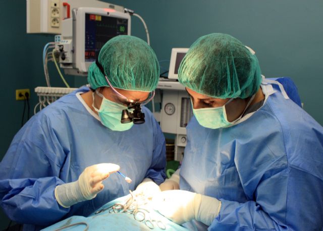 El Hospital Veterinario UMU consigue dar una segunda oportunidad a un perro con síndrome de Chiari - 2, Foto 2