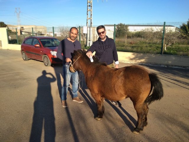 Rescatado un pony que se encontraba desorientado en la vía pública - 1, Foto 1