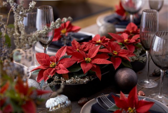 6 trucos para cuidar la flor de Pascua como un experto esta Navidad - 1, Foto 1