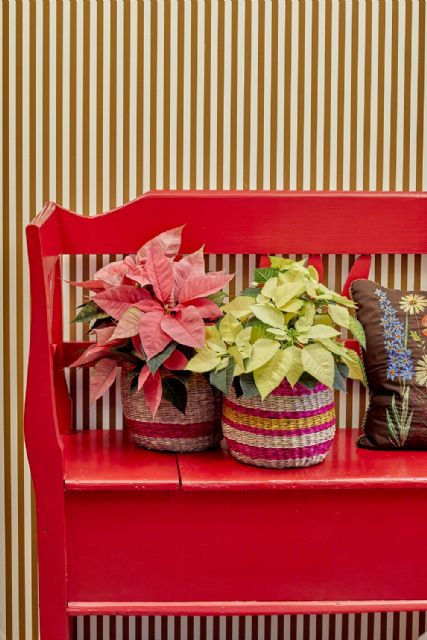 6 trucos para cuidar la flor de Pascua como un experto esta Navidad - 2, Foto 2