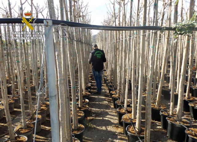 La Guardia Civil detiene a cuatro personas por la sustracción de seis mil árboles ornamentales en una finca de Cieza, Foto 6