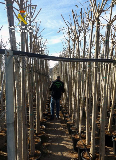 La Guardia Civil detiene a cuatro personas por la sustracción de seis mil árboles ornamentales en una finca de Cieza, Foto 7