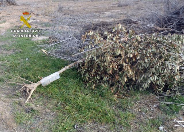 La Guardia Civil detiene a cuatro personas por la sustracción de seis mil árboles ornamentales en una finca de Cieza, Foto 8