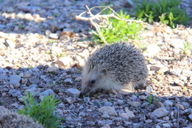 Medio Ambiente libera tres erizos europeos en Calblanque tras ser atendidos en el Centro de Recuperación de Fauna Silvestre - 1, Foto 1