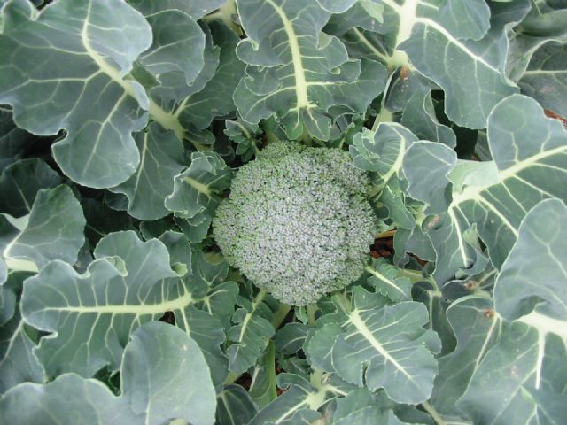 Agricultura realiza un ensayo para comprobar si el agua ozonizada disminuye los daños ocasionados por hongos y bacterias en brócoli - 1, Foto 1