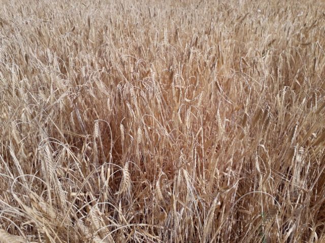 La siniestralidad del seguro agrario superó los 640 millones de euros en 2019 - 1, Foto 1