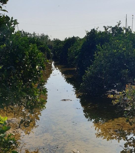 La siniestralidad del seguro agrario superó los 640 millones de euros en 2019 - 2, Foto 2