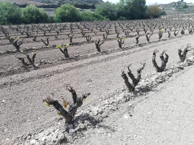 La siniestralidad del seguro agrario superó los 640 millones de euros en 2019 - 4, Foto 4