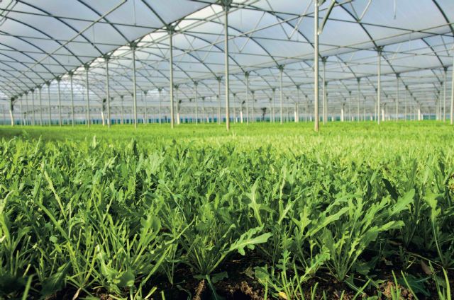 Tozer Ibérica presenta nuevo catálogo con variedades mejoradas - 1, Foto 1