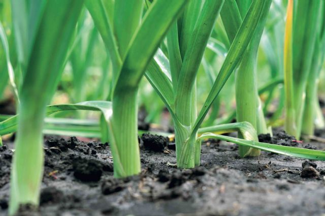 Tozer Ibérica presenta nuevo catálogo con variedades mejoradas - 2, Foto 2