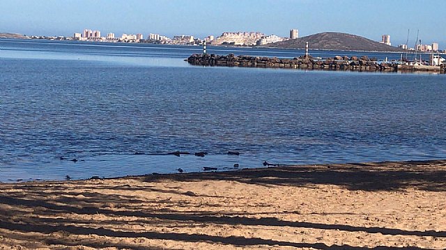 Así limpian minuciosamente las playas del Mar Menor - 5, Foto 5