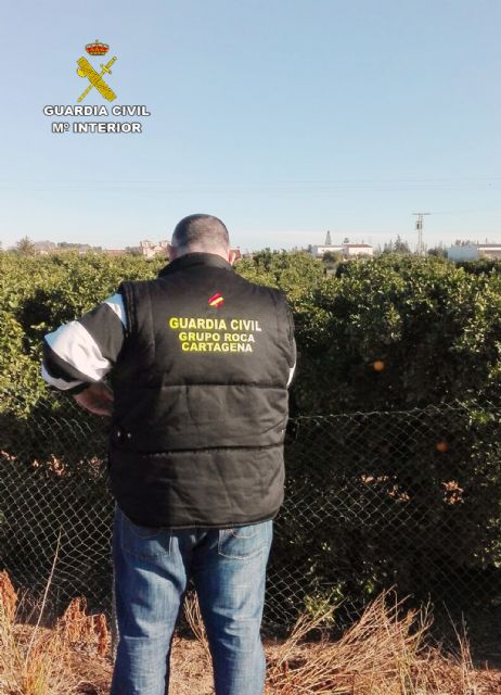 La Guardia Civil detiene a tres miembros de un clan familiar por el robo de una tonelada y media de naranjas - 1, Foto 1
