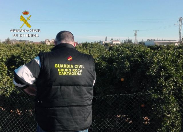 La Guardia Civil detiene a tres miembros de un clan familiar por el robo de una tonelada y media de naranjas - 2, Foto 2