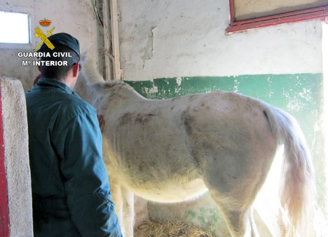 La Guardia Civil investiga a cinco personas por delitos de maltrato y abandono animal de varios equinos, Foto 1