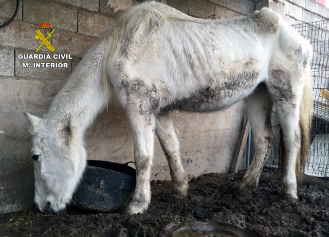 La Guardia Civil investiga a cinco personas por delitos de maltrato y abandono animal de varios equinos, Foto 6