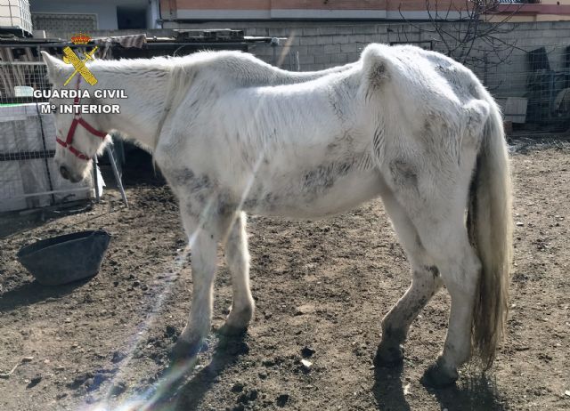 La Guardia Civil investiga a cinco personas por delitos de maltrato y abandono animal de varios equinos, Foto 7