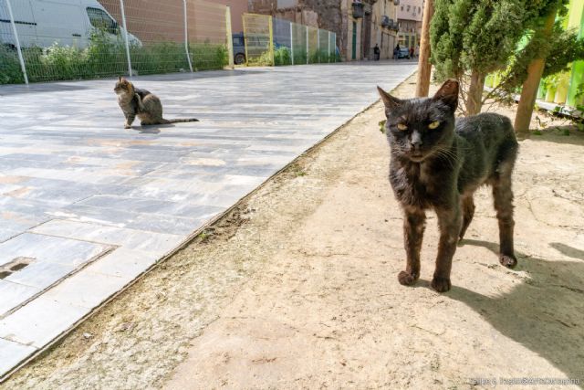 La nueva ordenaza de bienestar animal potenciará el control sobre las colonias felinas con la colaboración de protectoras y voluntarios - 1, Foto 1