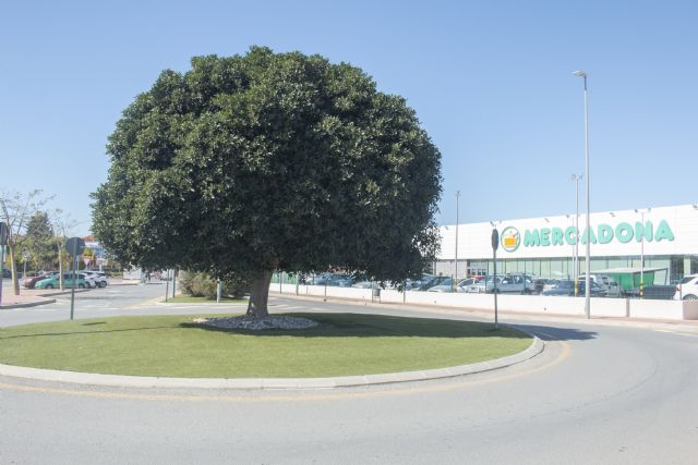 IU-Verdes apoya la creación de un Plan integral de replantación y protección del patrimonio arbóreo de Alcantarilla - 1, Foto 1