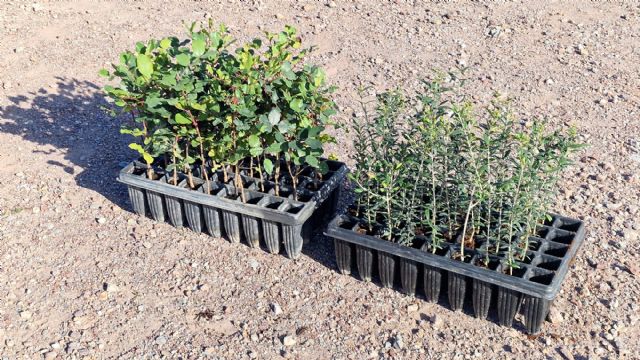 El PSOE de Lorca aplaude la plantación de 100 árboles de acebuches y algarrobos por los alumnos del CBM San Fernando, “una semilla de conciencia” - 4, Foto 4