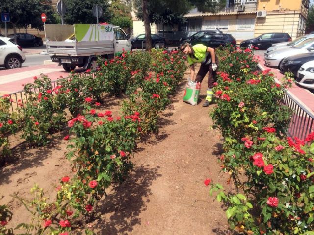 Parques y Jardines prepara los más de 10.000 rosales para conseguir una mayor floración en primavera - 1, Foto 1
