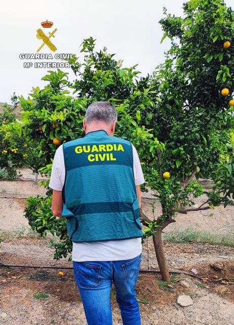 La Guardia Civil investiga a dos personas por el cultivo en Lorca de una variedad de mandarina protegida por patente - 1, Foto 1