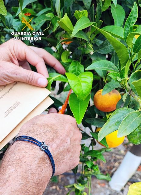 La Guardia Civil investiga a dos personas por el cultivo en Lorca de una variedad de mandarina protegida por patente - 2, Foto 2