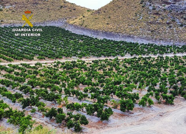 La Guardia Civil investiga a dos personas por el cultivo en Lorca de una variedad de mandarina protegida por patente - 3, Foto 3