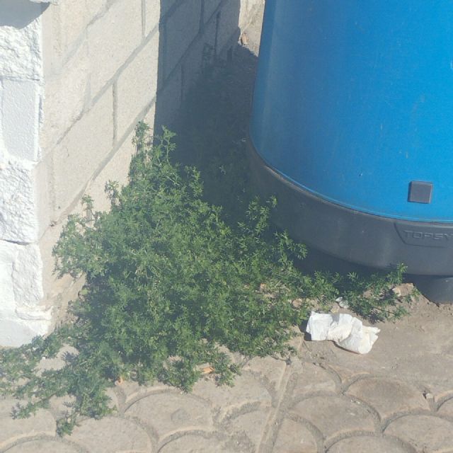 Contigo Cartagena: Los Nietos suciedad y abandono - 2, Foto 2