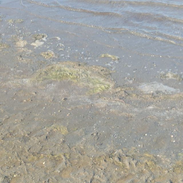 Contigo Cartagena: Los Nietos suciedad y abandono - 5, Foto 5