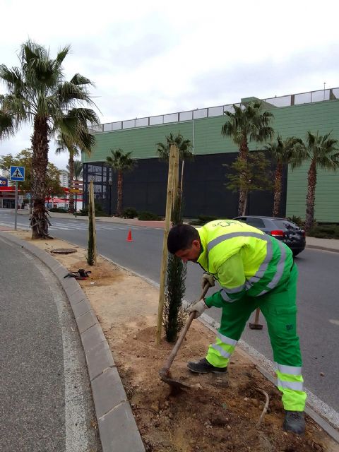 El Ayuntamiento planta 55 nuevos cipreses para embellecer las medianas de la zona norte - 1, Foto 1