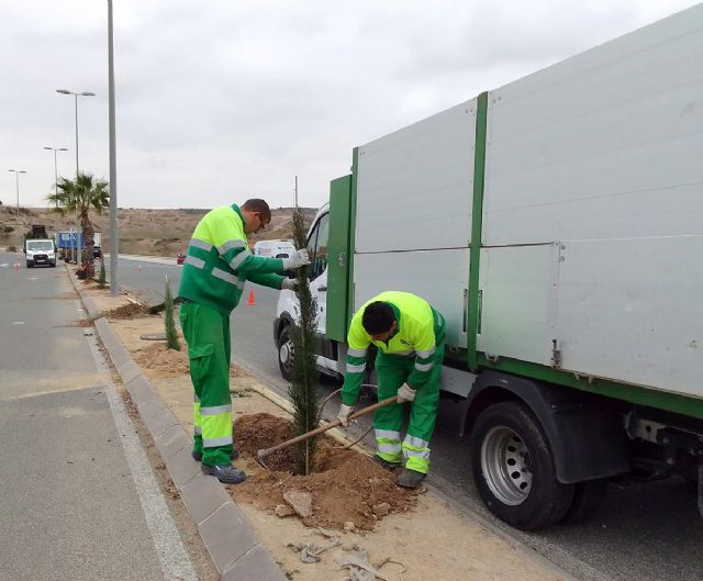 El Ayuntamiento planta 55 nuevos cipreses para embellecer las medianas de la zona norte - 2, Foto 2