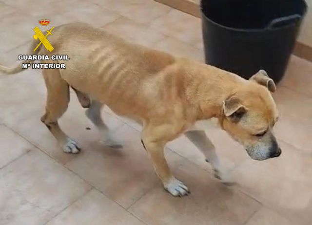La Guardia Civil investiga a un vecino de Águilas por abandono y maltrato animal de dos perros - 4, Foto 4