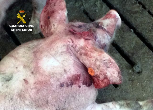 La Guardia Civil detiene a tres personas por el robo de ganado en un cebadero de cerdos - 1, Foto 1